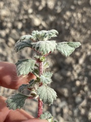Forsskaolea tenacissima