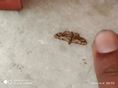 Gymnoscelis rufifasciata