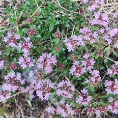 Thymus linearis