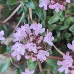 Thymus linearis