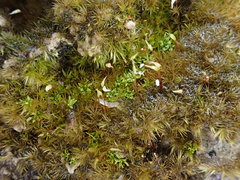 Rhynchostegiella tenella