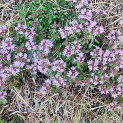 Thymus linearis