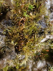 Rhynchostegiella tenella