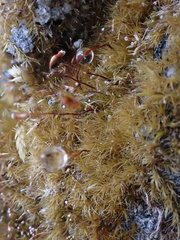 Rhynchostegiella tenella