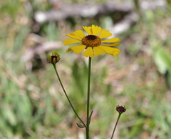 Helenium brevifolium