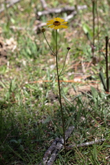 Helenium brevifolium