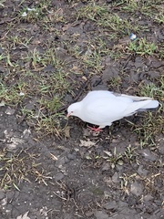 Columba livia domestica