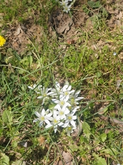 Ornithogalum