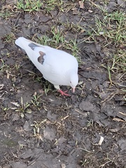 Columba livia domestica