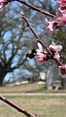 Bombus sonorus