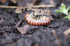 Semionellus placidus
