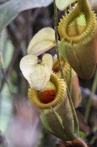 Nepenthes villosa