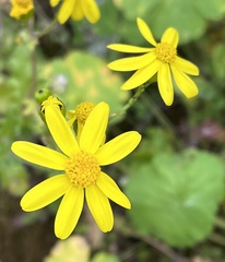 Senecio vernalis