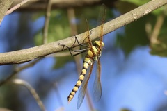 Anax aurantiacus