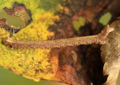 Cyclophora albipunctata