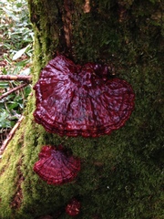 Ganoderma valesiacum
