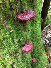 Ganoderma valesiacum