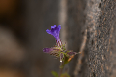 Stemodia durantifolia