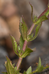 Stemodia durantifolia