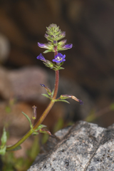 Stemodia durantifolia