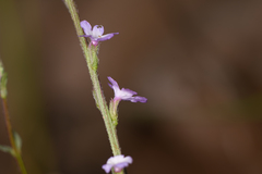 Verbena menthifolia