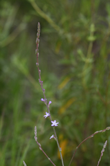 Verbena menthifolia