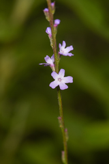 Verbena menthifolia