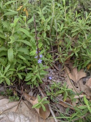 Verbena menthifolia