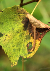 Cyclophora albipunctata