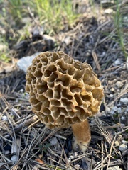 Morchella dunensis
