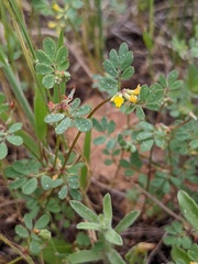Acmispon micranthus