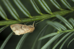 Euproctis purpureofasciata