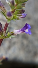 Stemodia durantifolia