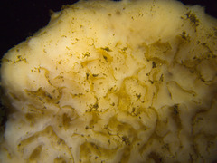 Mycale lingua