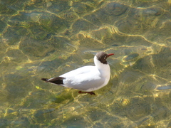 Chroicocephalus ridibundus