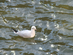 Chroicocephalus ridibundus