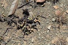 Euphorbia tridentata