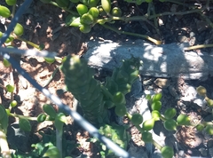 Euphorbia tridentata