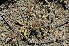Euphorbia tridentata
