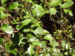 Lyonia lucida image