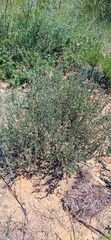 Ocimum burchellianum