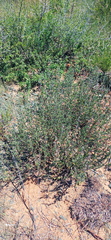 Ocimum burchellianum