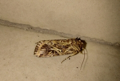 Spodoptera litura