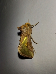 Thysanoplusia orichalcea