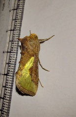 Thysanoplusia orichalcea