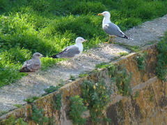 Larus michahellis