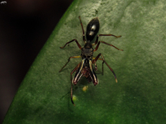 Salticidae
