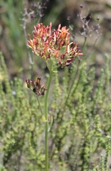 Kalanchoe rotundifolia