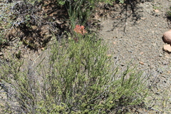 Kalanchoe rotundifolia