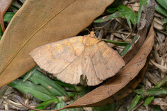 Singara diversalis